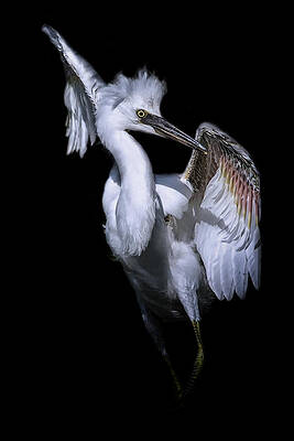 Wall Art featuring the photograph Disco Dance by Ghostwinds Photography