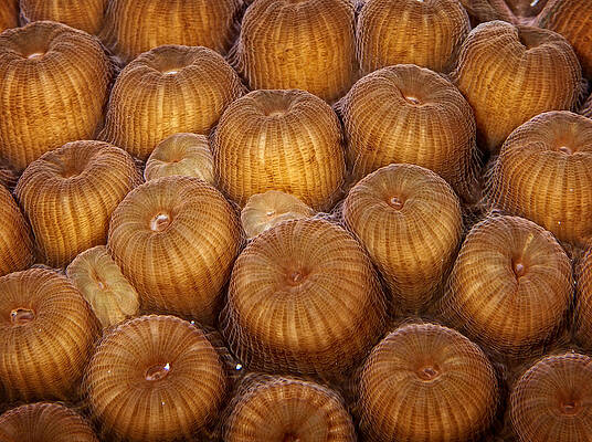 Abstract Photograph - Macro Abstract Of Coral by Jean Noren