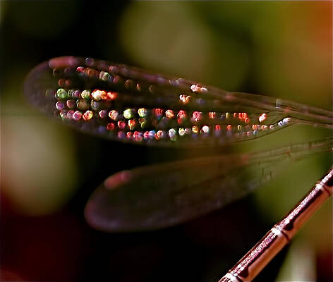 Wall Art featuring the photograph Dragonfly Jewels by Rona Black