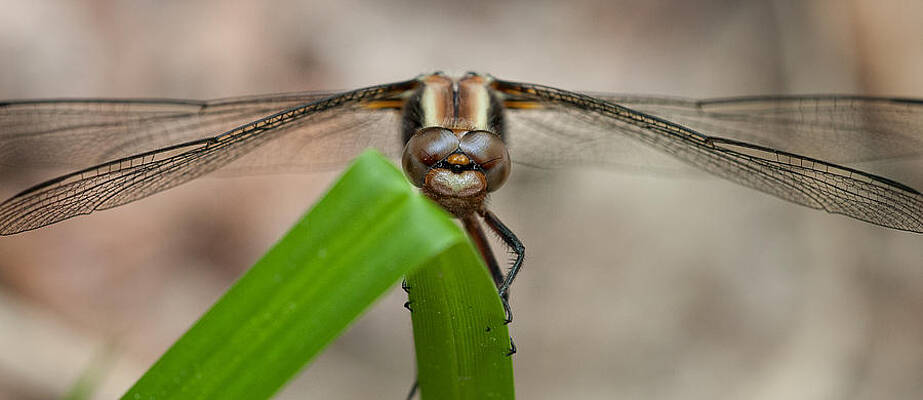 Wall Art featuring the photograph Dragonfly On Grass by Jeff Sinon
