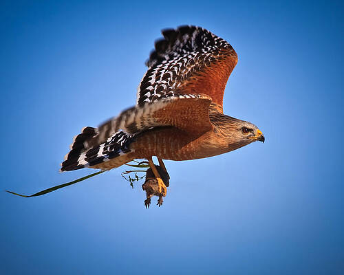 Country Wall Art featuring the photograph Drama In Real Life by Beth Sargent