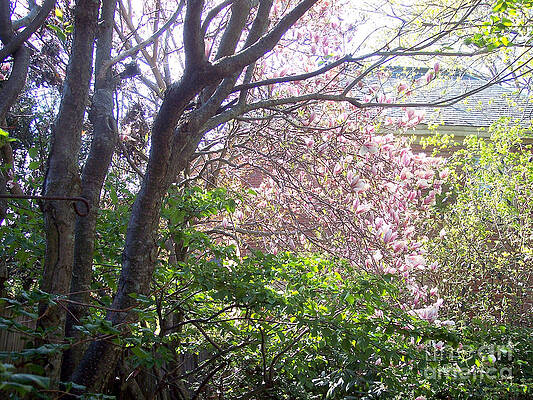 Photograph - Dream Of Spring - Portland Maine by Roche Fine Art