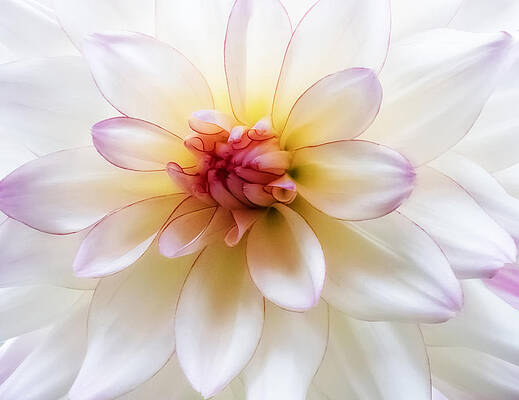 Flower Photograph - Dreamy Dahlia by Mary Jo Allen
