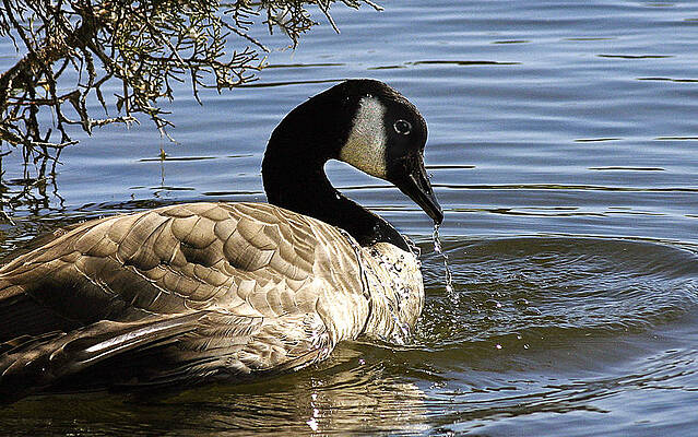 Wild Wall Art featuring the photograph Drooling Canada Goose by Jean Noren