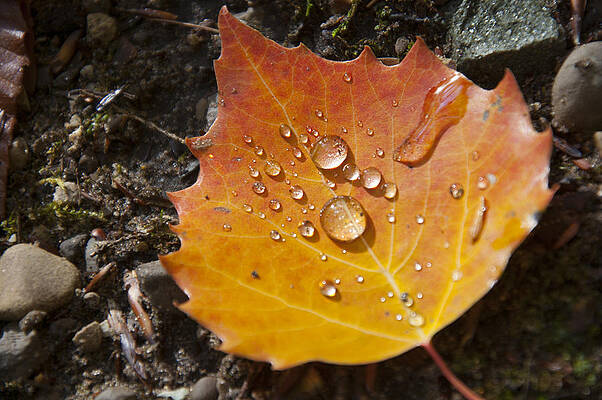 Michigan Wall Art featuring the photograph Droplets In Autumn Leaf by Owen Weber
