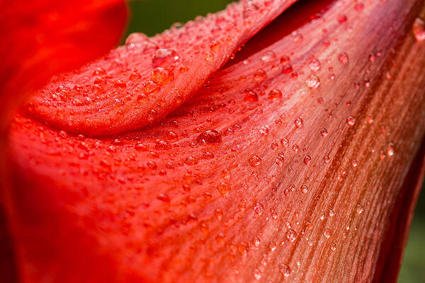 Wall Art featuring the photograph Droplets by Linda Ryma