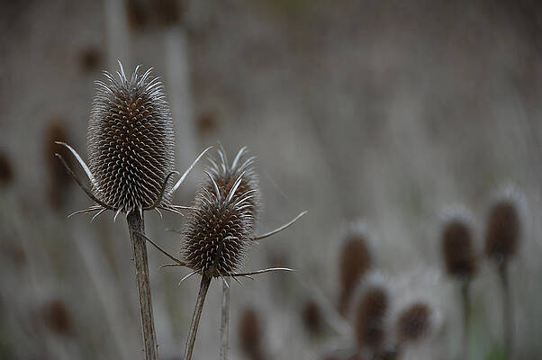 America Photograph - Pop Goes The Teasel - Santa Clara County, California by Darin Volpe