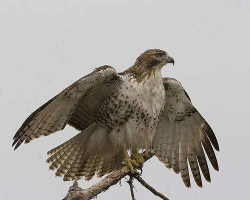 Photograph - Drying Out by Jim E Johnson