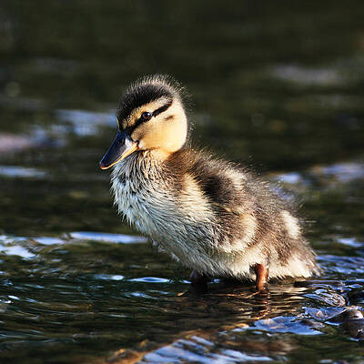 Bird Wall Art featuring the photograph Duckling by Grant Glendinning