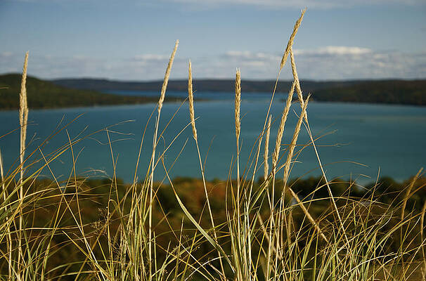 Michigan Wall Art featuring the photograph Dune Grass On A Sunny Fall Day by Owen Weber