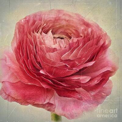 Delicate Pink Ranunculus Bloom Wall Art