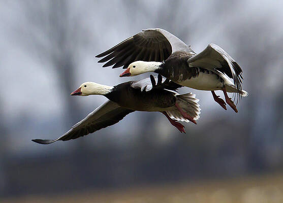 Photograph - Eagle Heads by Jim E Johnson