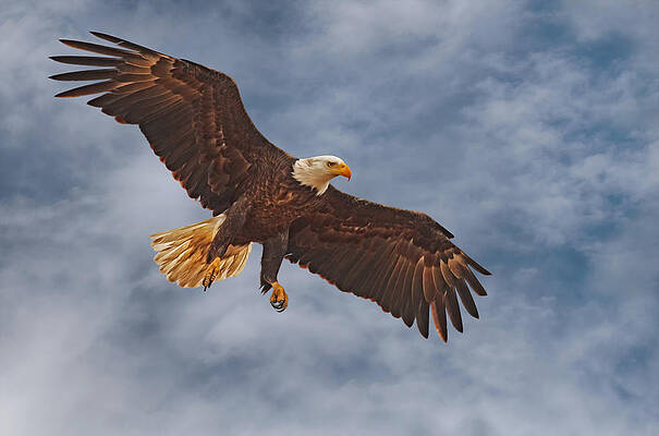 Sky Photograph - Eagle In The Sky by Beth Sargent