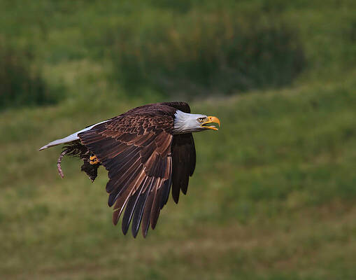 Country Wall Art featuring the photograph Eagle With Prey by Beth Sargent