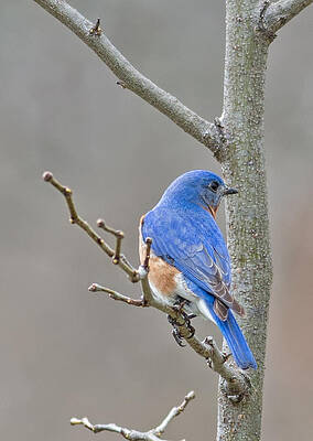 Wisconsin Photograph - Eastern Bluebird 2 by Natural Focal Point Photography