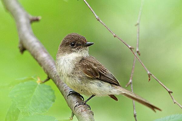Wall Art featuring the photograph Eastern Phoebe Farmington NH by Jeff Sinon