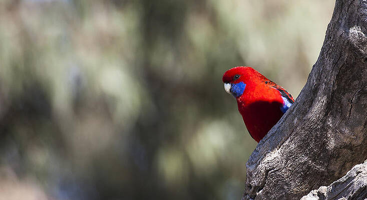 Wildlife Photograph - Crimson Rosella - Australia by Steven Ralser