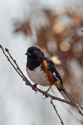 Marsh Photograph - Eastern Towhee In Necedah Wildlife Refuge by Natural Focal Point Photography