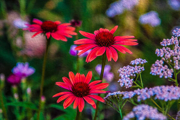 Summer Painting - Echinacea And Yarrow by Omaste Witkowski