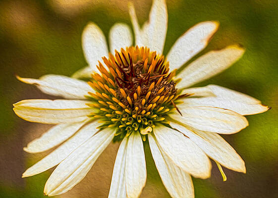 Summer Painting - Echinacea Fading Beauty by Omaste Witkowski