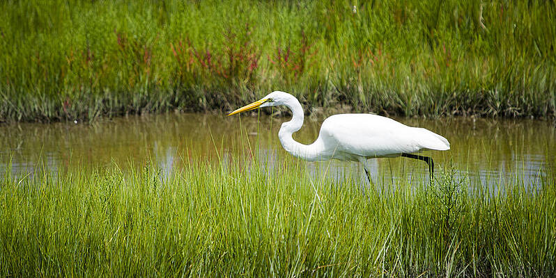 Wall Art featuring the photograph Egret Stalking Fish by Crystal Wightman