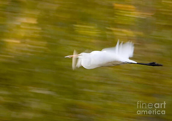 Wildlife Photograph - Egret by Steven Ralser