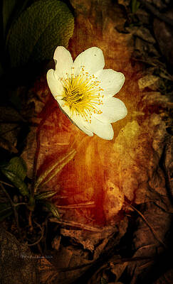 Photograph - Eight Petal Dryas by Fred Denner