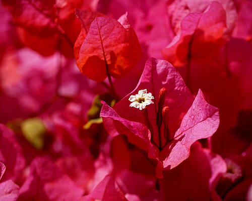 Beautiful Photograph - Electric Pink Bougainvillea by Rona Black