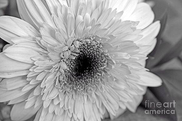 Wild Photograph - Elegant Shades Of Gray by Mary Lou Chmura