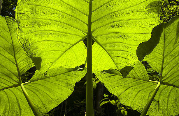 Nature Wall Art featuring the photograph Elephant Ear Leaves In The Rainforest by Owen Weber