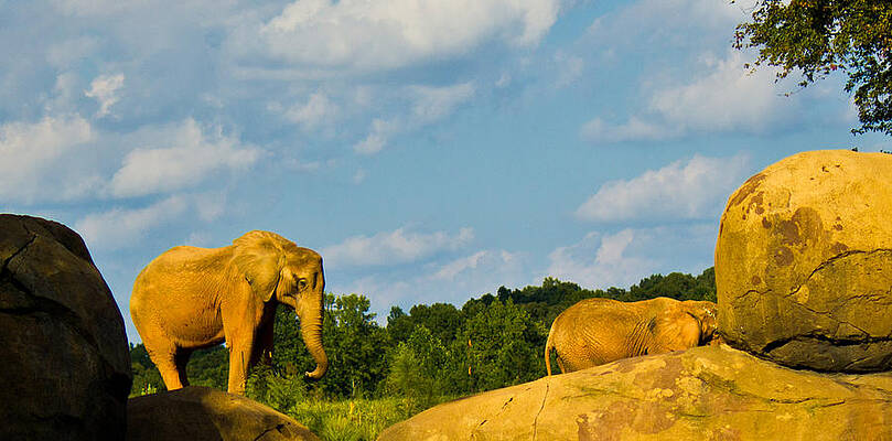 Wildlife Wall Art featuring the photograph Elephants Among The Rocks. by Jonny D