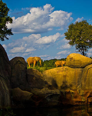 Wildlife Wall Art featuring the photograph Elephants On The Ridge by Jonny D