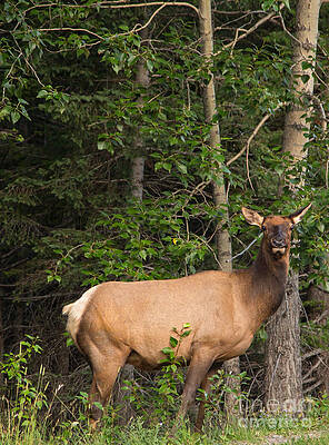 Glacier National Park Photograph - Elk Cow In Glacier National Park by Natural Focal Point Photography