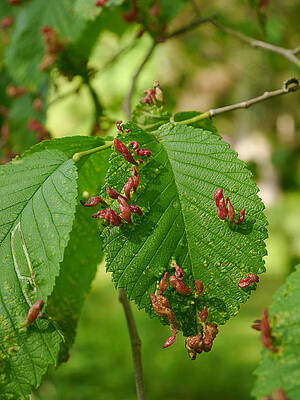 Historical Wall Art featuring the photograph Elm Pocket Gall by Richard Reeve