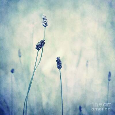 Delicate Meadow Stalks Wall Art