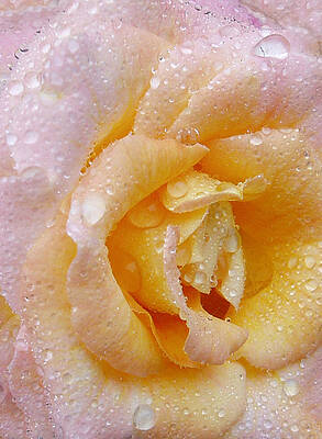 Flower Wall Art featuring the photograph After The Rain by Sue Leonard