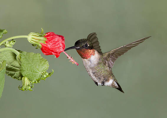 Photograph - Evening Meal by Jim E Johnson