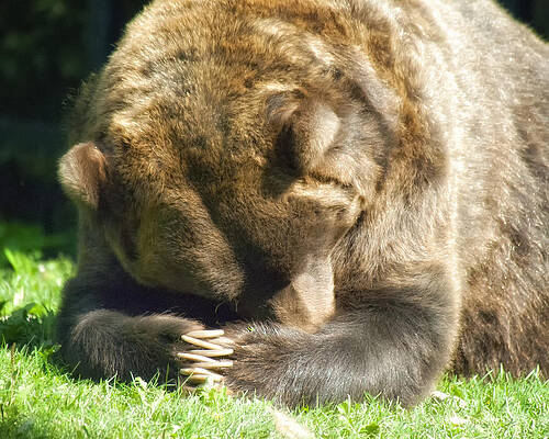 Bear Wall Art featuring the photograph Evening Prayers by Ghostwinds Photography