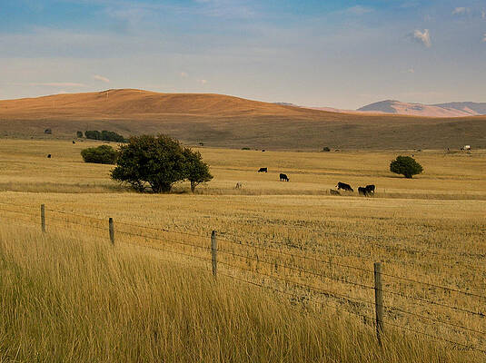Tree Photograph - Evening Sun On West Montana Pasture by Carla E