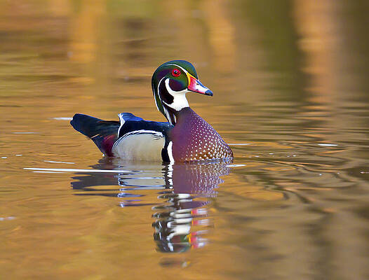 Photograph - Ever Alert by Jim E Johnson