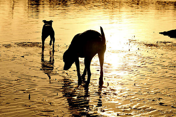 Serene Wall Art featuring the photograph Exploring At Sunset by Laura Fasulo