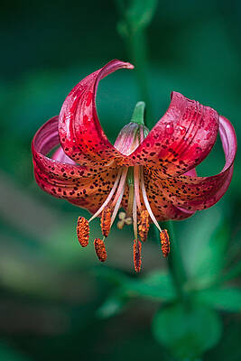 Delicate Wall Art featuring the photograph Exuberance by Shirley Mitchell