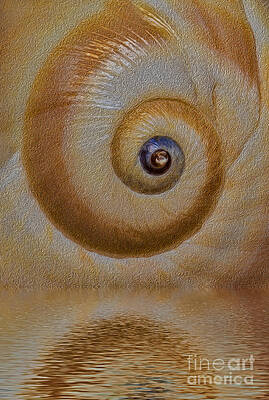 Spiral Shell Reflection Photograph