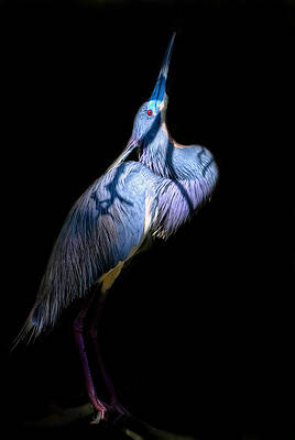 Bird Wall Art featuring the photograph Eye On Heaven by Ghostwinds Photography