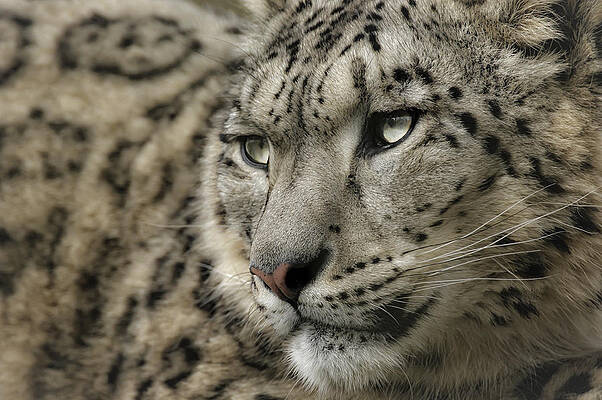 Photograph - Eyes Of A Snow Leopard by Chris Boulton