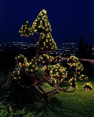 Illuminate Photograph - Fairy Lights In A Tree by Leland Y. Lee