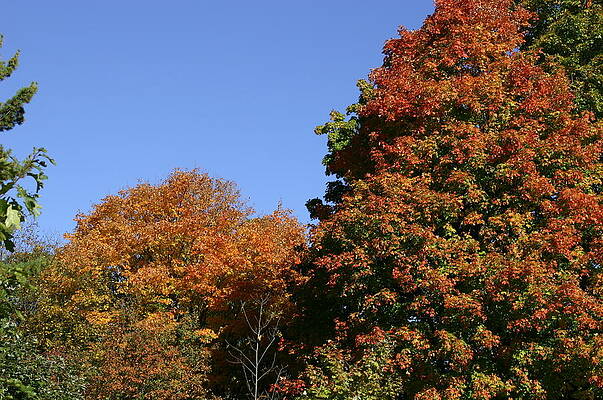 Fall Photograph - Fall Foliage In The Arboretum by Natural Focal Point Photography