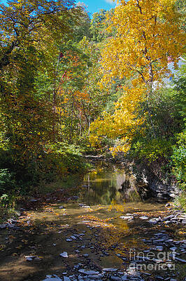 Sky Wall Art featuring the photograph Fall Foliage by William Norton