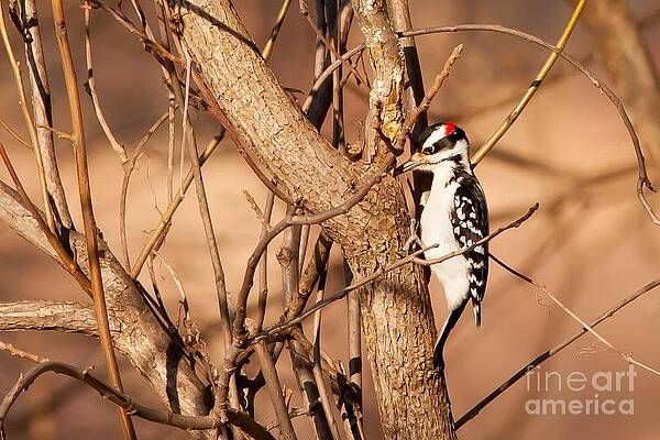 Wisconsin Photograph - Fall Hairy Woodpecker by Natural Focal Point Photography