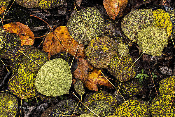 Photograph - Fall Leaves by Fred Denner